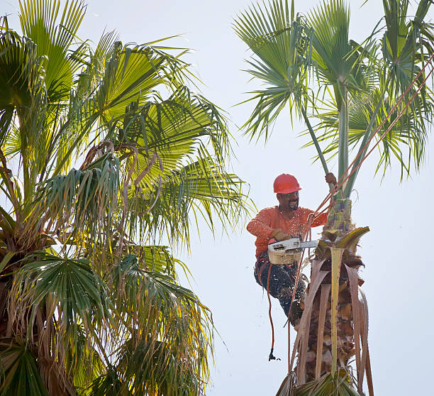 Best Professional Tree Care  in Linton Hall, VA